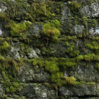 Moss Textures Pattern 2 Fleece Fabric