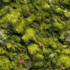 Moss Textures Pattern 3 Fleece Fabric