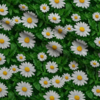 Lush Blooms Pattern 43 Fleece Fabric — fleece fabric folded close-up preview (mv-fleece-v1:lying)
