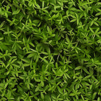 Verdant Canopy Pattern 1 Fleece Fabric — fleece fabric folded close-up preview (mv-fleece-v1:lying)
